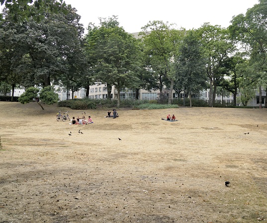 Verdord gras in het park