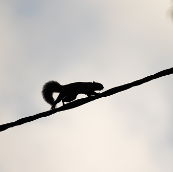 eekhoorn loopt over een touw