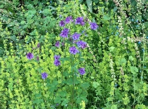 Tuinieren met inheemse planten