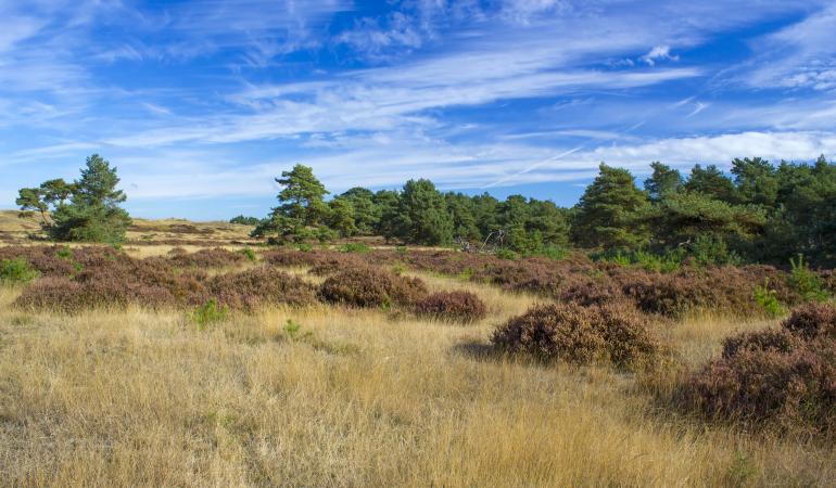 Heidelandschap in Nederland