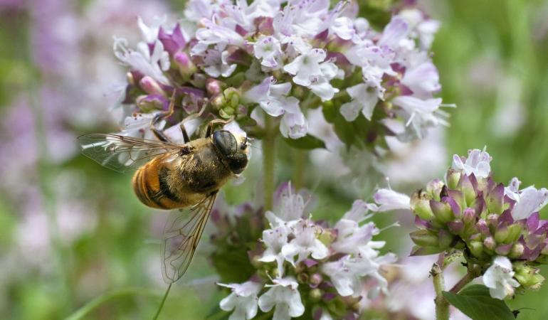 Bij op bloem