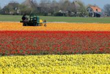 Bollenveld Drie verschillend gekleurde akkers met bloeiende tulpen