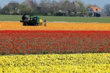 Drie verschillend gekleurde akkers met bloeiende tulpen