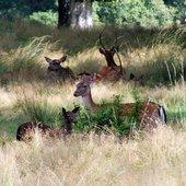 herten op heide in Veluwe