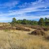 Heide Heidelandschap in Nederland